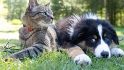 Parlamento aprueba ley contra cirugías hacia mascotas