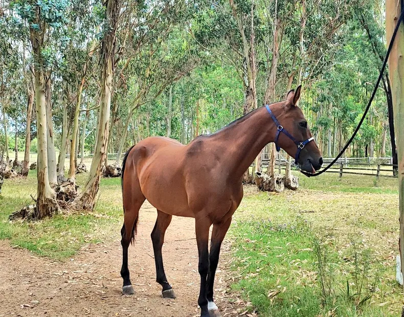 Por qué la yegua Sirena Zafira fue la elegida como regalo del presidente Orsi a Xi Jinping