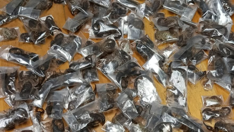 Detuvieron a un hombre en un aeropuerto de Sudáfrica con 150 escorpiones venenosos ocultos en su equipaje