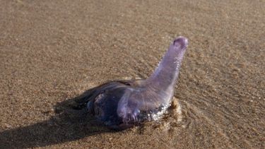 La fragata portuguesa llegó a Rocha: una apareció en la Barra del Chuy