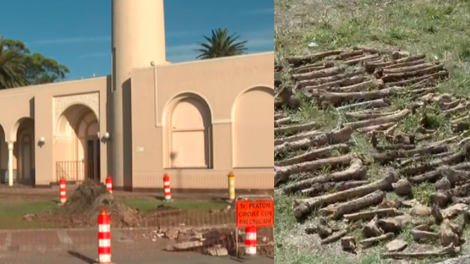 Restos óseos en Museo Oceanográfico.