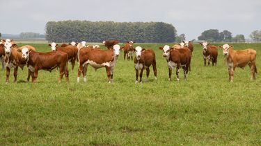 Barco con 3.000 vacas provenientes de Uruguay fue bloqueado en su ingreso a Turquía