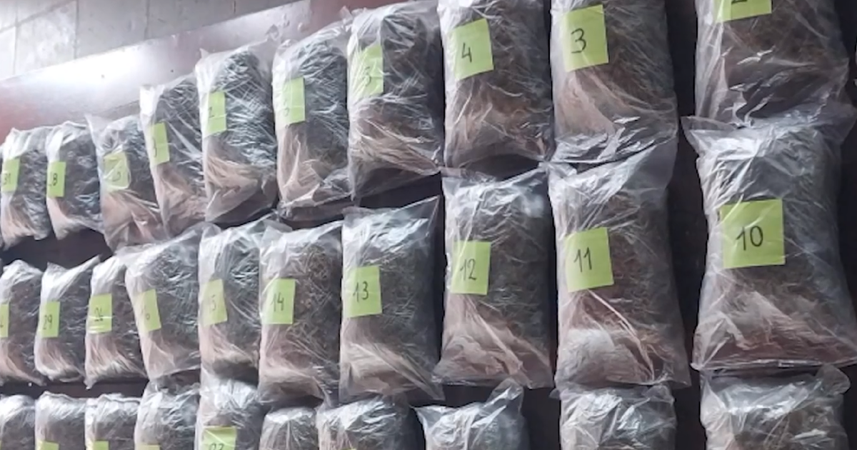 Incautaron más de 12 kilos de marihuana en Río Branco y condenaron a cinco personas