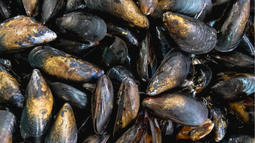 Veda por marea roja.