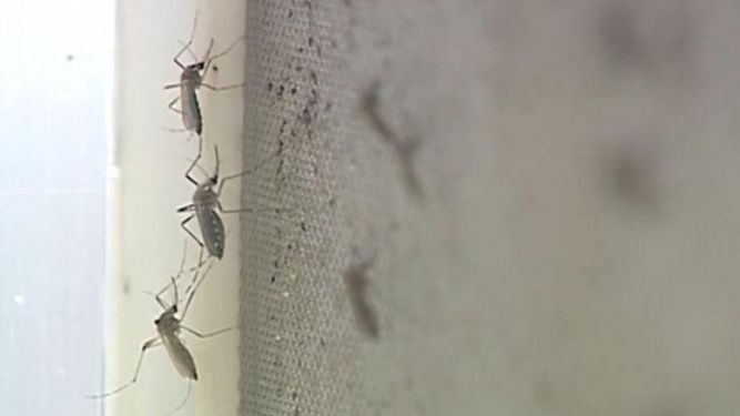 Detectaron un caso de dengue importado en el Parque Rodó.