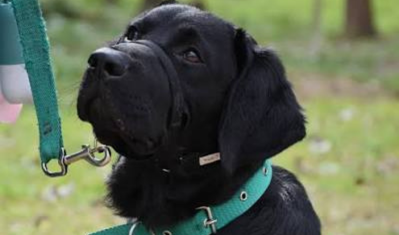 Crearon el Día Nacional del Socializador del Perro de Asistencia: reconocen el rol de las familias voluntarias