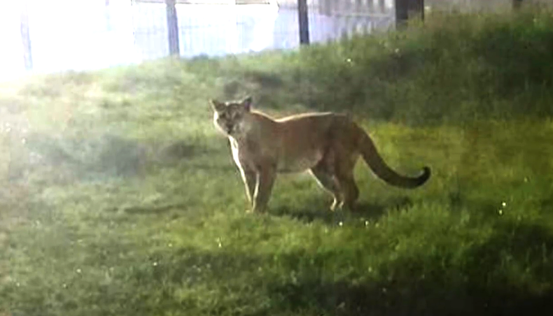 Buscan a un puma que apareció en la zona de Villa Tato, cerca de La Tahona, y alertan por su peligrosidad