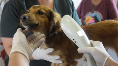Decreto fija obligatoriedad de identificar a perros y gatos con microchip.