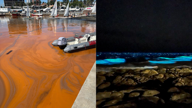 Noctilucas en Puerto de Punta del Este.