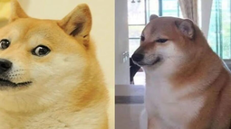 Murió Cheems, el perro más famoso de internet.