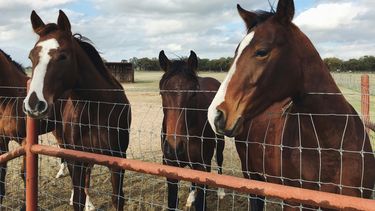 MSP confirmó el cuarto caso de encefalitis equina en humanos