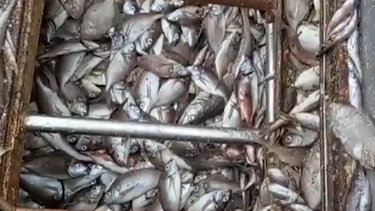 Alfredo Fratti planteó recuperar niveles de pesca y en Rocha se discute la construcción del puerto