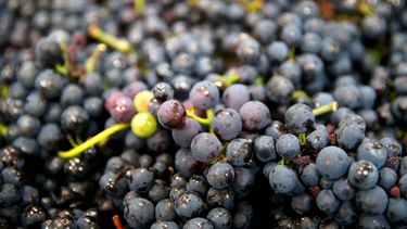 Cinco bodegas latinoamericanas elegidas entre las 10 mejores del mundo