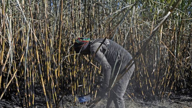 Inspección Nacional de Trabajo constató diversas irregularidades en la zafra de azúcar en Bella Unión