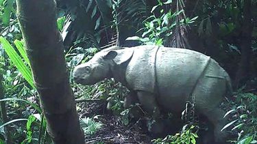 Rinoceronta india Valentina, nuevo huésped de zoológico en Perú