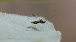 Confirman un nuevo caso de dengue autóctono en Montevideo