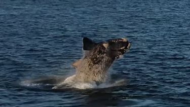 Una ballena Morfo Gris realizó un gran espectáculo en Punta del Este