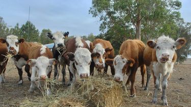 El Gobierno analiza declarar la emergencia agropecuaria: Plata no hay, la deberíamos sacar de otro lado
