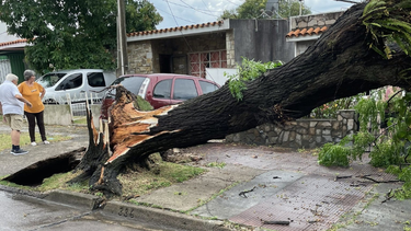 La Intendencia de Montevideo (IM) trabaja en zonas afectadas por la turbonada del 1° de enero.