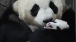 Así fue el reencuentro de un bebé panda con su mamá.