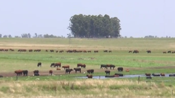 Denuncia penal contra Conexión Ganadera por presunta estafa
