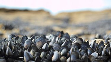 Por marea roja, está prohibida la extracción, comercialización y transporte de moluscos bivalvos de Rocha