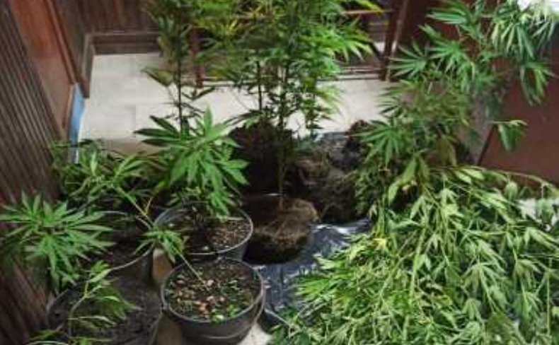 Incautaron 16 plantas de marihuana en una vivienda de Canelones