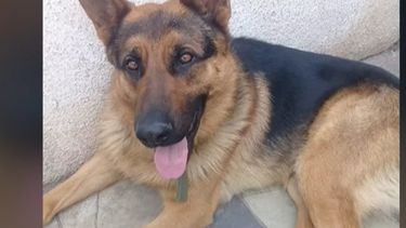 Bienestar Animal sigue de cerca caso de policía que mató a un perro en Colón