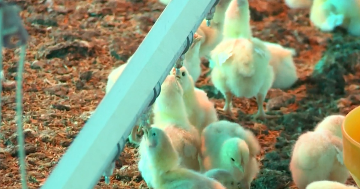 Trabajadora murió tras quedar atrapada en una máquina en una planta avícola en Montevideo