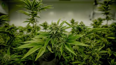 Empresa de cannabis congelará inversión en Juan Lacaze