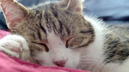 Agentes inmobiliarios están de acuerdo con normativa sobre mascotas