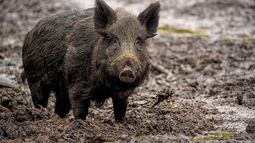 Semana de Turismo: Ministerio de Ambiente recordó qué especies se pueden cazar y cuáles no