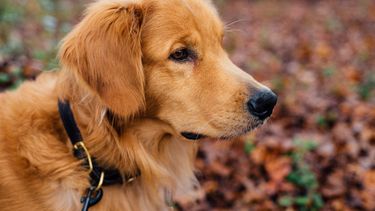 Multas por tenencia de perros irán desde $2.500 hasta $12.890