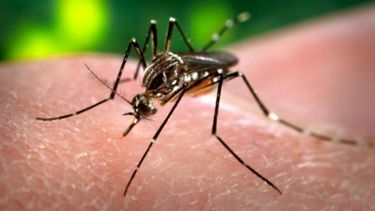Hay 215 casos de dengue confirmados, según el MSP