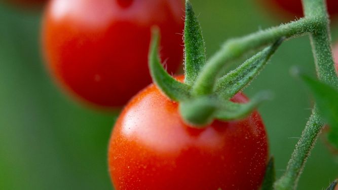 Pérdidas totales de tomates cherry por las fuertes heladas
