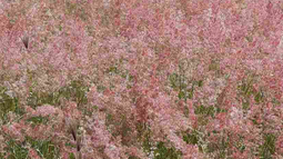 Preocupa la aparición de pasto rosado en Artigas.