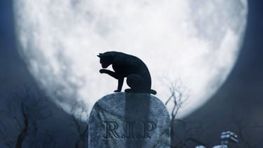 Gatos negros, sal derramada y escaleras. Las supersticiones forman parte de nuestra vida.