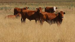 Consignatarios de Ganado presentaron informe técnico sobre Minerva