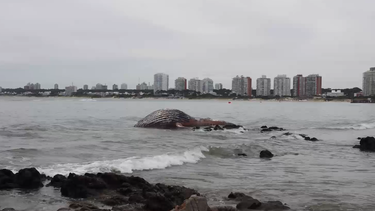 Apareció una ballena muerta en Punta del Este; Prefectura e Intendencia coordinan su retiro
