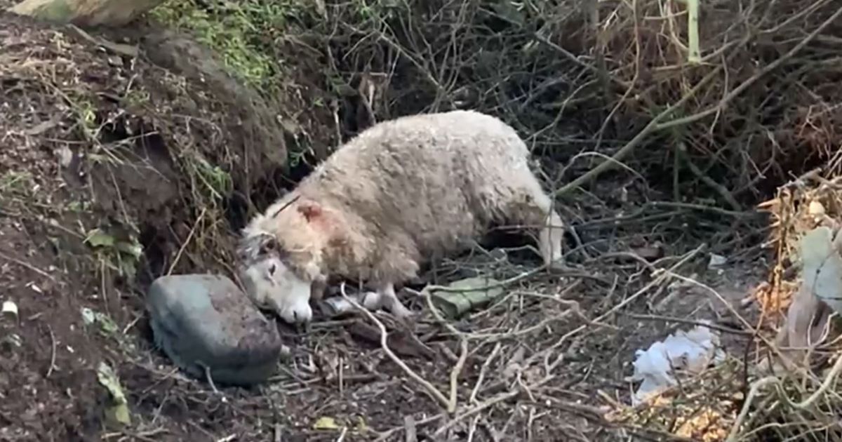 Ataque de perros dejó al menos ocho ovejas muertas en Arachania