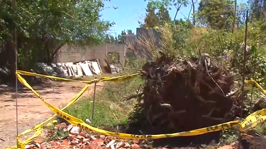 Descartan que restos óseos encontrados en raíces de un árbol en cementerio de Carmelo sean de desaparecidos