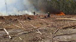 Bomberos declaró extinguido incendio forestal en Algorta.