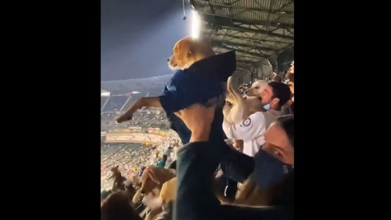 Fans de béisbol americano levantaron a sus perros al tono del Rey León
