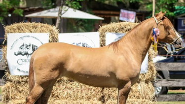 La Sociedad de Criadores de Caballos Criollos del Uruguay decidió suspender las actividades de la raza.