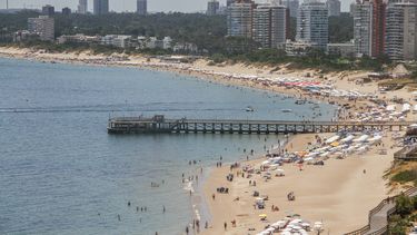 preocupacion en maldonado por la aparicion de animales muertos y restos de hidrocarburos en las costas