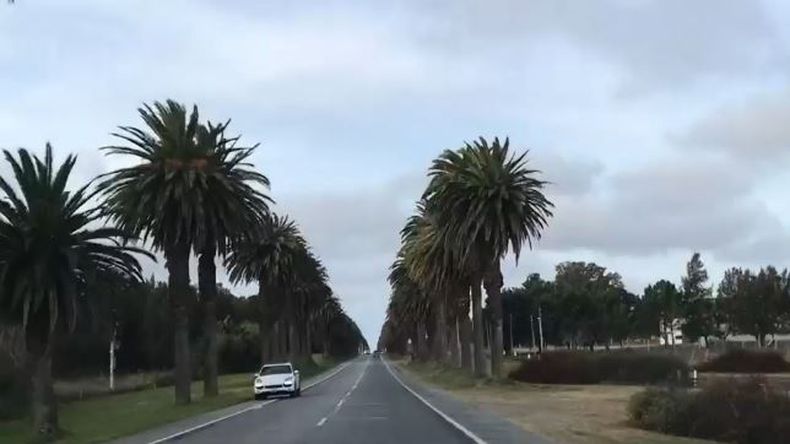 COLONIA PALMERAS
