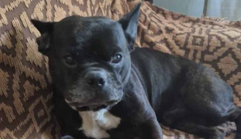 Le robaron el perro durante una rapiña, pagó un rescate y denunció una estafa; alertan por tráfico de mascotas