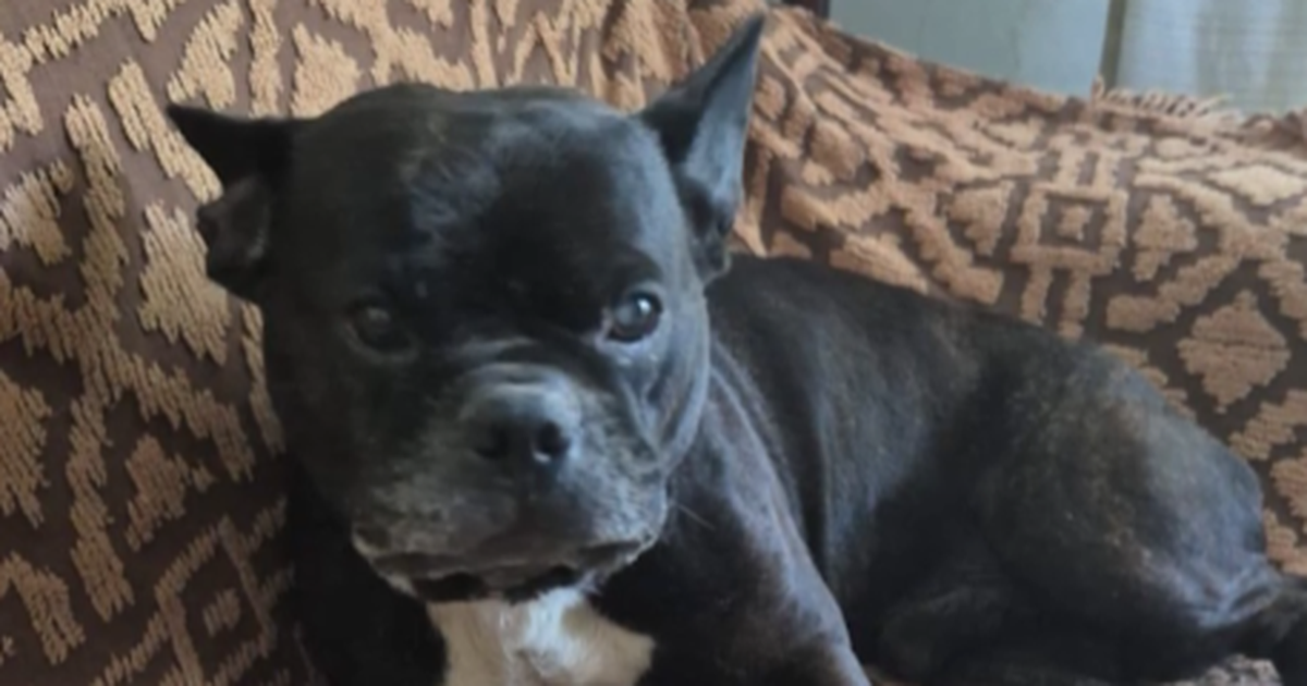 Le robaron el perro durante una rapiña, pagó un rescate y denunció una estafa; alertan por tráfico de mascotas