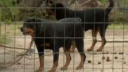 Vecinos de Barros Blancos preocupados por dos rottweiler que mataron a varios perros de la zona