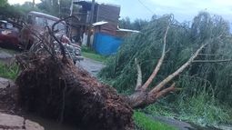 Decenas de árboles caídos y voladuras de techos fue el resultado del fuerte temporal que azotó Salto